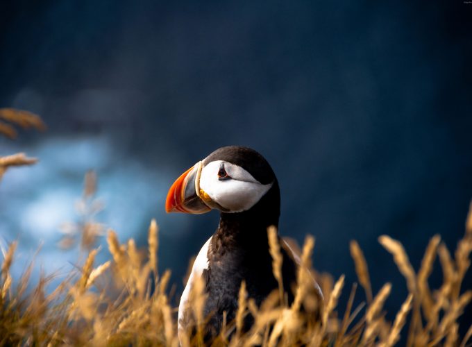 Wallpaper Puffin, cute animals, meadow, Animals 9884215496